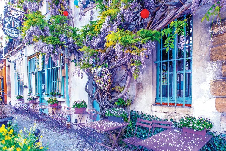 Wisteria Vines In Bloom Au Vieux Paris