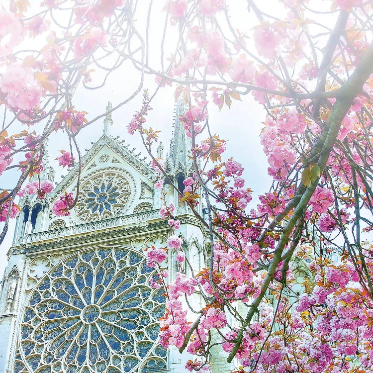 Cherry Blossoms Notre-Dame de Paris