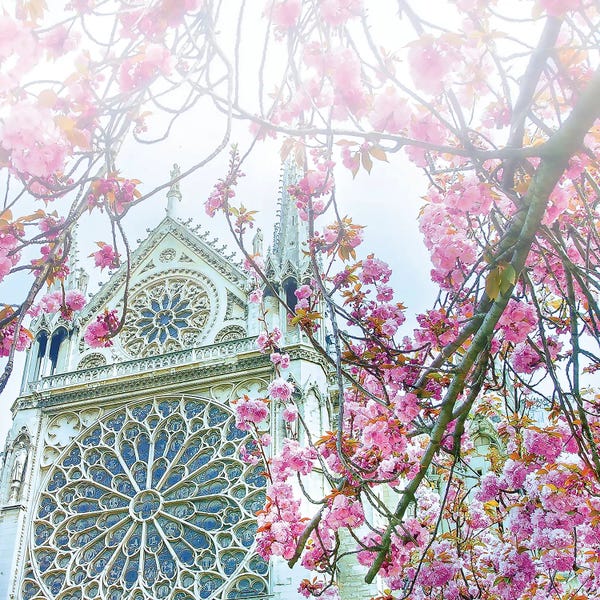 Famous Places Of Worship: Cherry Blossoms Notre-Dame de Paris by Rose Palmisano
