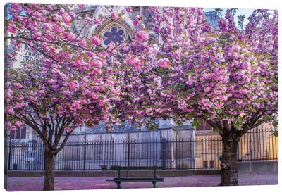 Cherry Blossoms Notre Dame Canvas Art Print - Rose Palmisano