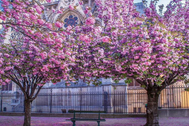 Cherry Blossoms Notre Dame