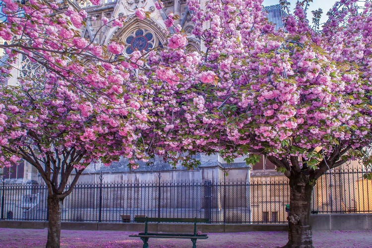 Cherry Blossoms Notre Dame by Rose Palmisano wall art