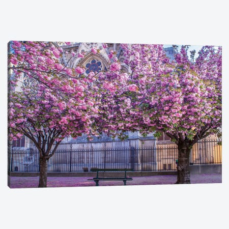 Cherry Blossoms Notre Dame Canvas Print #RPM143} by Rose Palmisano Art Print