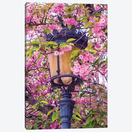 Street Lamp And Pink Blossoms Canvas Print #RPM150} by Rose Palmisano Canvas Artwork