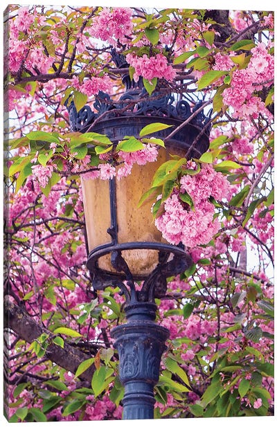 Street Lamp And Pink Blossoms Canvas Art Print - Rose Palmisano