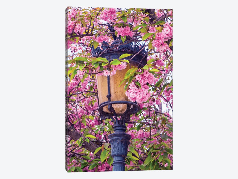 Street Lamp And Pink Blossoms by Rose Palmisano 1-piece Canvas Wall Art