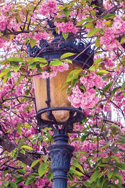 Rose Palmisano: Street Lamp And Pink Blossoms by Rose Palmisano