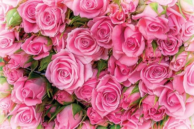 Winter Roses Paris by Rose Palmisano framed canvas print