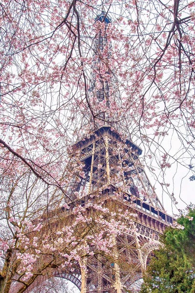 Towers: Pink Blossoms Eiffel Tower by Rose Palmisano