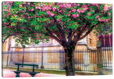 Cherry Blossom Tree Canvas Art Print - Rose Palmisano
