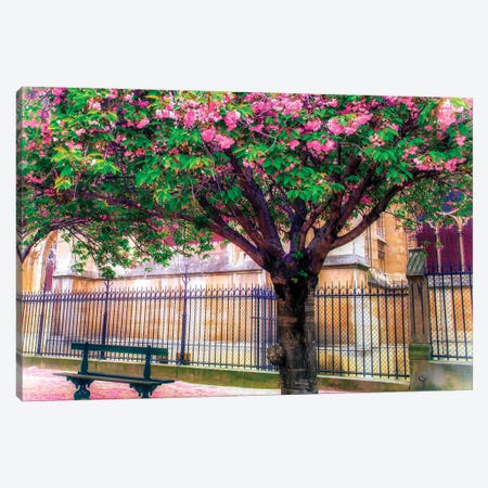Cherry Blossom Tree Canvas Print #RPM17} by Rose Palmisano Canvas Print
