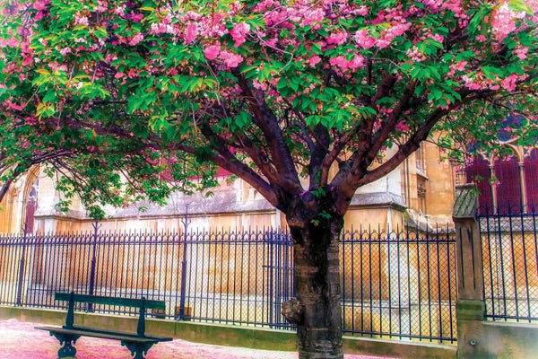 Rose Palmisano: Cherry Blossom Tree by Rose Palmisano