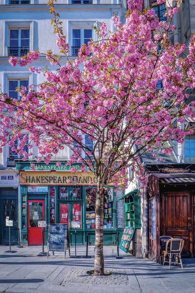 Cherry Blossoms Trees At Shakespeare Bookstore In Paris