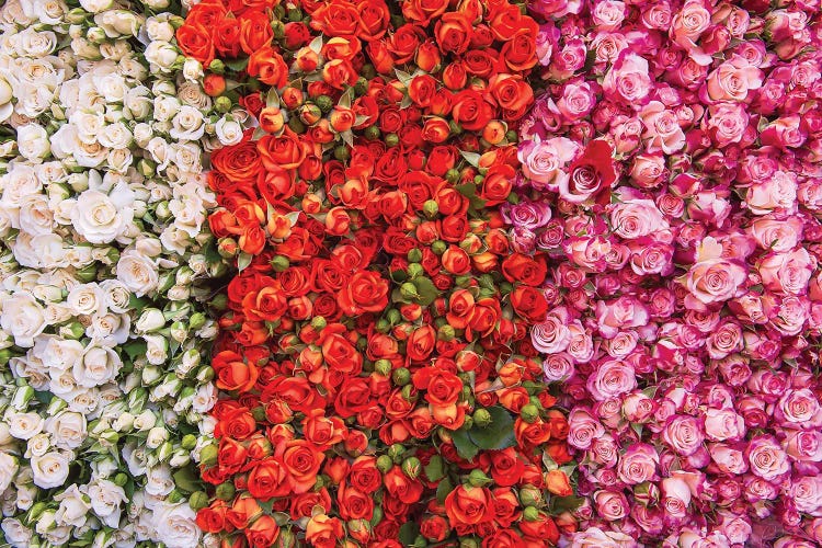 Paris Market Flowers