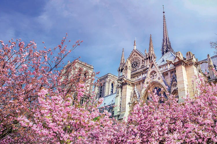 Notre-Dame Cathedral Pink Cherry Blossoms