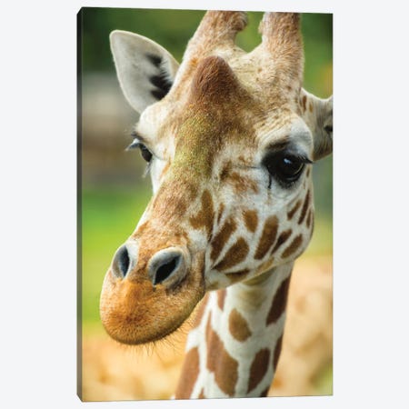 Close-Up Of A Reticulated Giraffe At The Jacksonville Zoo. Canvas Print #RSC2} by Rona Schwarz Art Print