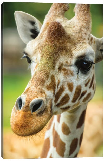 Close-Up Of A Reticulated Giraffe At The Jacksonville Zoo. Canvas Art Print