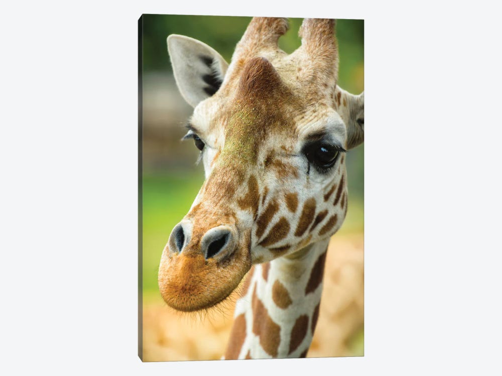 Close-Up Of A Reticulated Giraffe At The Jacksonville Zoo. by Rona Schwarz 1-piece Art Print