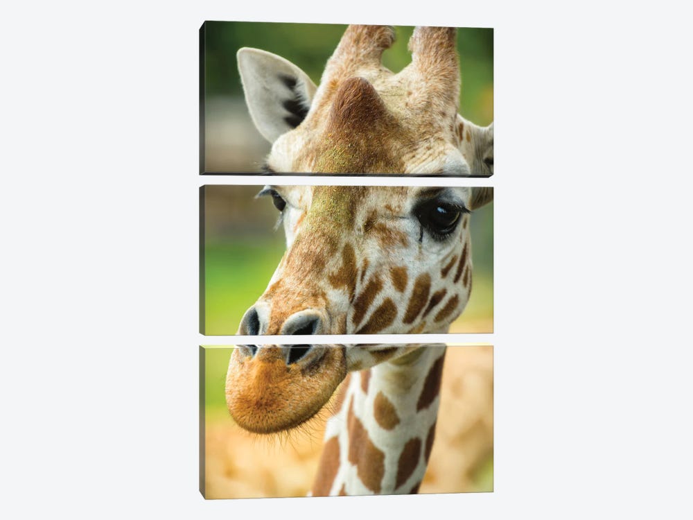 Close-Up Of A Reticulated Giraffe At The Jacksonville Zoo. by Rona Schwarz 3-piece Canvas Print