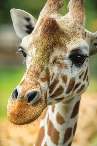 Giraffes: Close-Up Of A Reticulated Giraffe At The Jacksonville Zoo. by Rona Schwarz