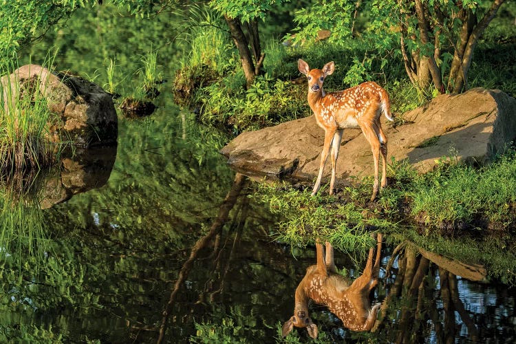 White-Tailed Deer Fawn And Foliage Reflected In The Water, USA, Minnesota, Sandstone, Minnesota Wildlife Connection.