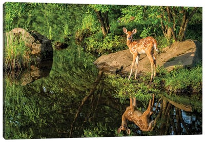 White-Tailed Deer Fawn And Foliage Reflected In The Water, USA, Minnesota, Sandstone, Minnesota Wildlife Connection. Canvas Art Print