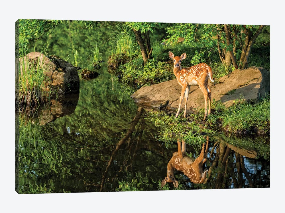 White-Tailed Deer Fawn And Foliage Reflected In The Water, USA, Minnesota, Sandstone, Minnesota Wildlife Connection. by Rona Schwarz 1-piece Canvas Wall Art