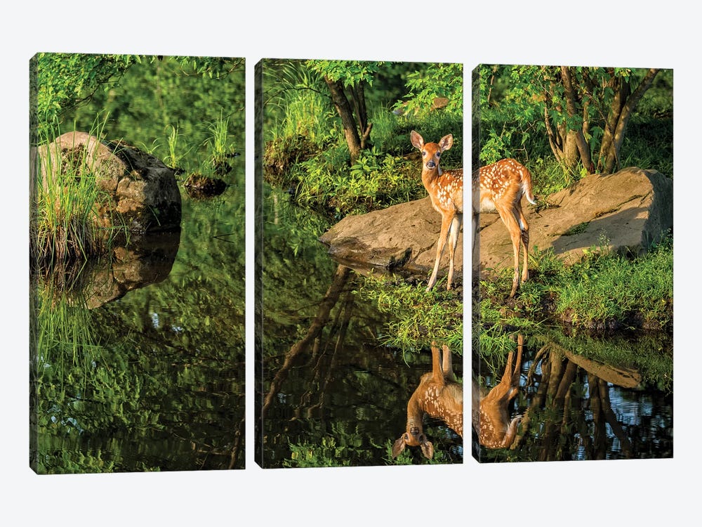 White-Tailed Deer Fawn And Foliage Reflected In The Water, USA, Minnesota, Sandstone, Minnesota Wildlife Connection. 3-piece Canvas Art