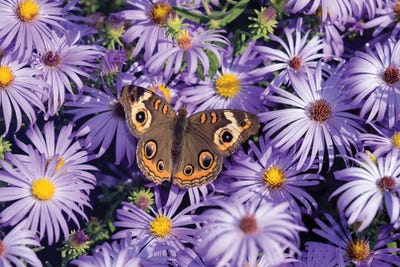 Common Buckeye on Frikart's Aster, Aster frikartii, Illinois by Richard & Susan Day art print