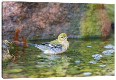 Bay-breasted Warbler (Setophaga castanea) taking a bath, Marion County, Illinois Canvas Art Print - Warbler Art