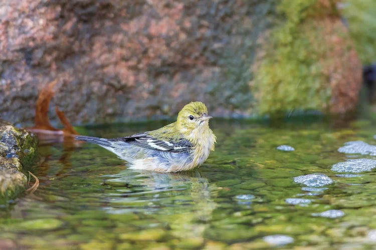 Bay-breasted Warbler (Setophaga castanea) taking a bath, Marion County, Illinois