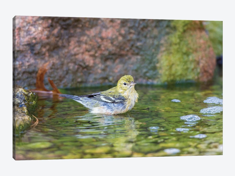 Bay-breasted Warbler (Setophaga castanea) taking a bath, Marion County, Illinois by Richard & Susan Day 1-piece Art Print