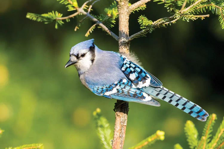 Blue Jay (Cyanocitta cristata) in spruce tree. Marion County, Illinois.