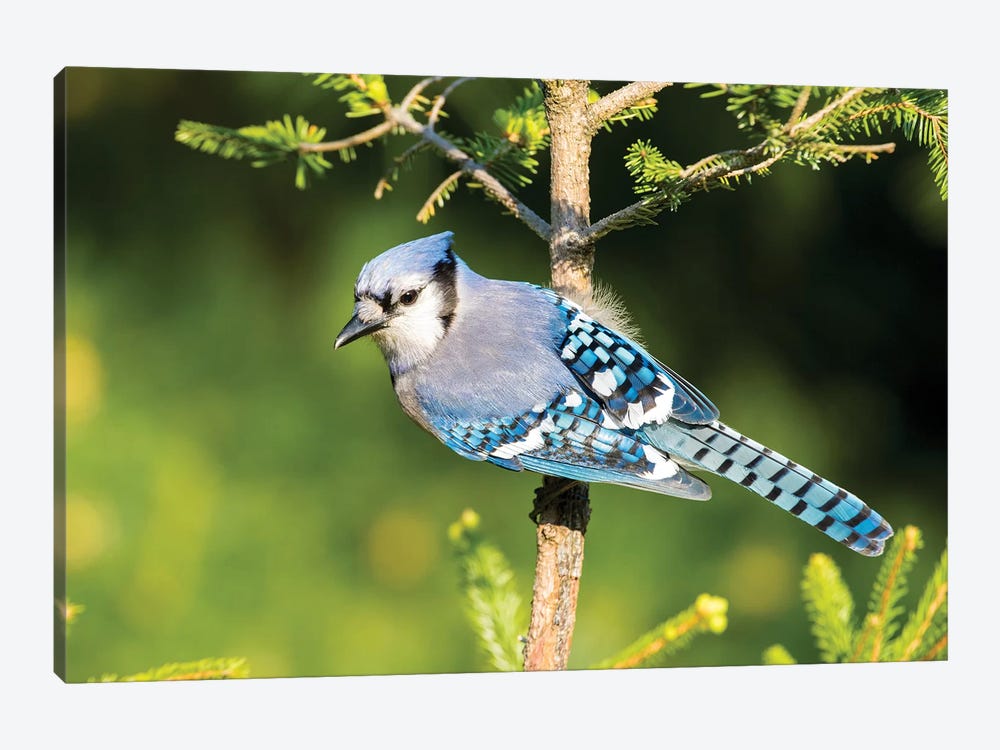 Blue Jay (Cyanocitta cristata) in spruce tree. Marion County, Illinois. by Richard & Susan Day 1-piece Canvas Wall Art