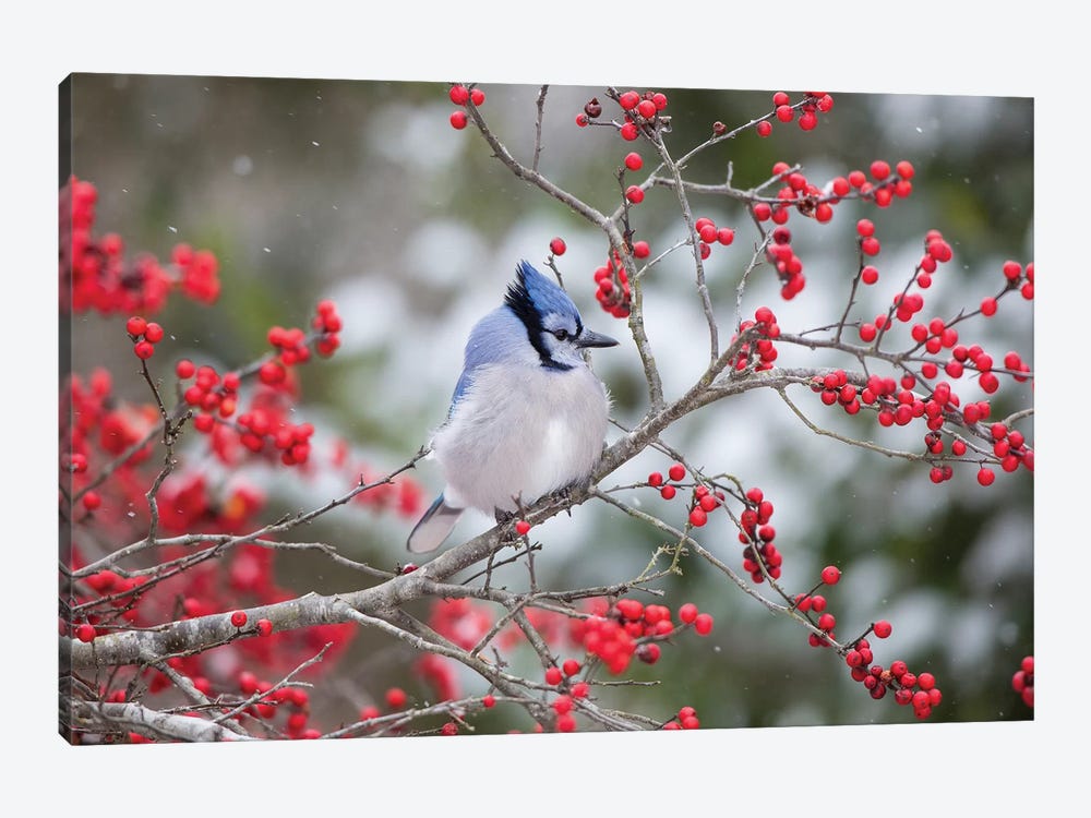 Blue Jay (Cyanocitta cristata) in Winterberry Bush, Marion County, Illinois by Richard & Susan Day 1-piece Canvas Print