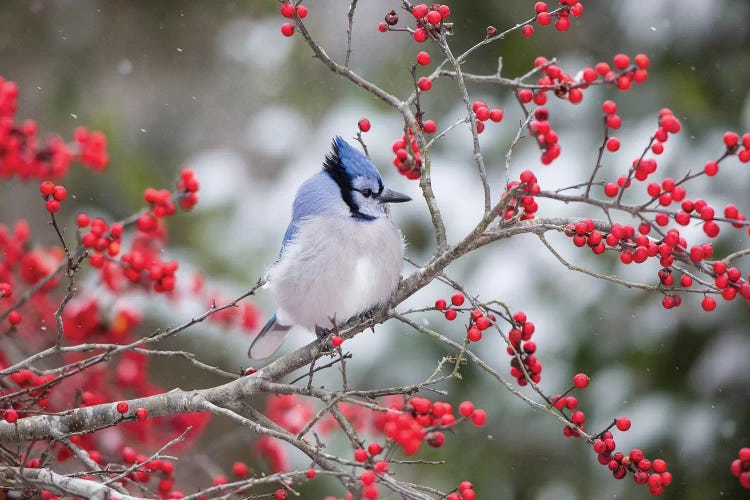 Blue Jay (Cyanocitta cristata) in Winterberry Bush, Marion County, Illinois