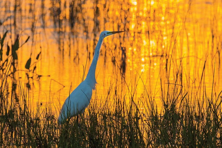 Great egret (Ardea alba) at sunset. Viera Wetlands, Brevard County, Florida.