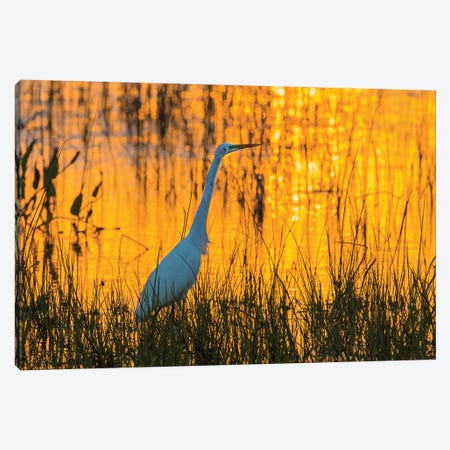 Great egret (Ardea alba) at sunset. Viera Wetlands, Brevard County, Florida. Canvas Print #RSD14} by Richard & Susan Day Canvas Wall Art