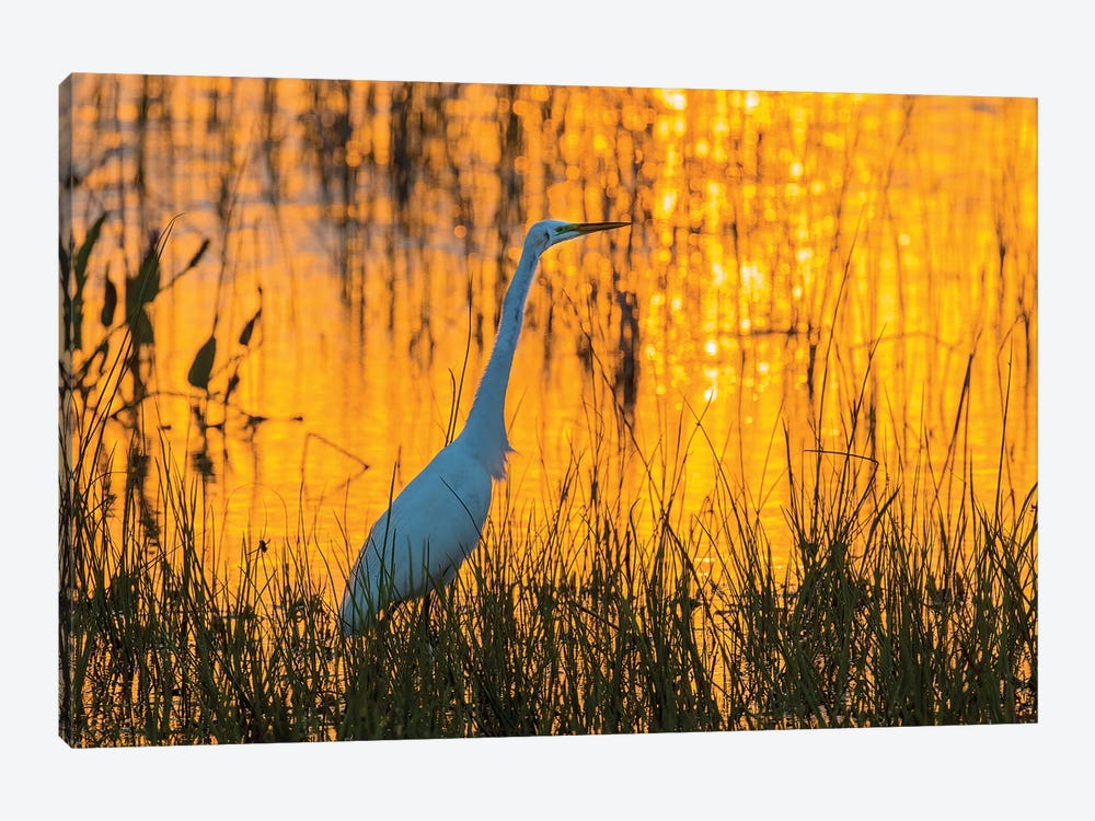 Great egret (Ardea alba) at sunset. Viera Wetlands, Brevard County, Florida. by Richard & Susan Day 1-piece Canvas Art Print