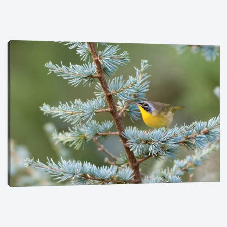 Male common yellowthroat (Geothlypis Trichas) in Blue Atlas Cedar. Marion County, Illinois. Canvas Print #RSD16} by Richard & Susan Day Canvas Art
