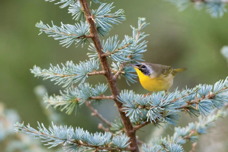 Male common yellowthroat (Geothlypis Trichas) in Blue Atlas Cedar. Marion County, Illinois.