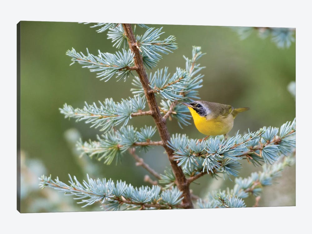 Male common yellowthroat (Geothlypis Trichas) in Blue Atlas Cedar. Marion County, Illinois. by Richard & Susan Day 1-piece Canvas Print