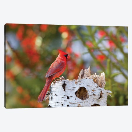 Male northern cardinal . Marion County, Illinois. Canvas Print #RSD17} by Richard & Susan Day Canvas Wall Art