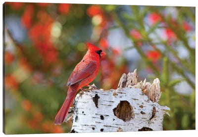 Male northern cardinal . Marion County, Illinois. Canvas Art Print