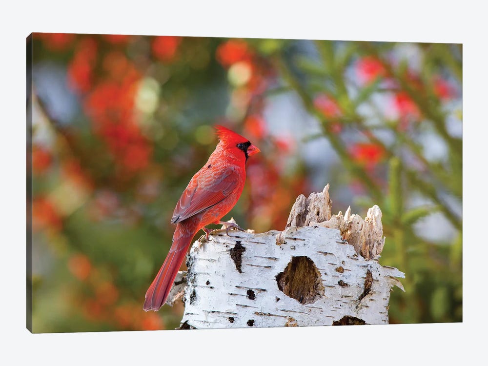 Male northern cardinal . Marion County, Illinois. by Richard & Susan Day 1-piece Canvas Art
