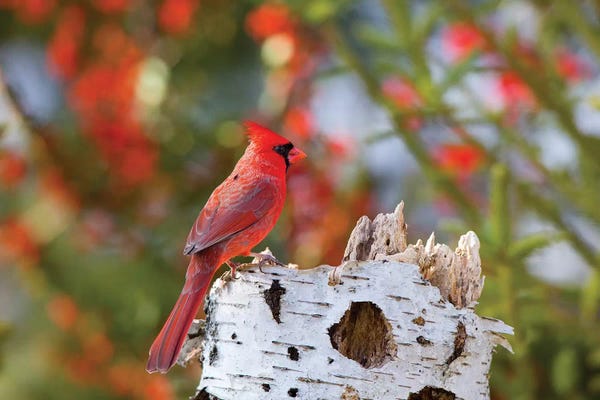 Cardinals: Male northern cardinal . Marion County, Illinois. by Richard & Susan Day