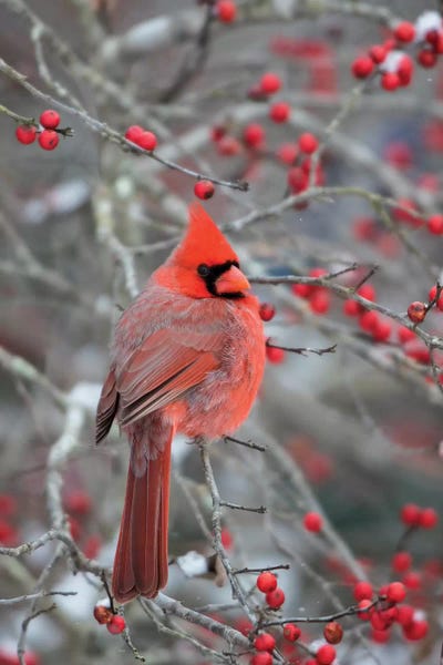 Male northern cardinal in winterberry bush. Marion County, Illinois. by Richard & Susan Day framed canvas print