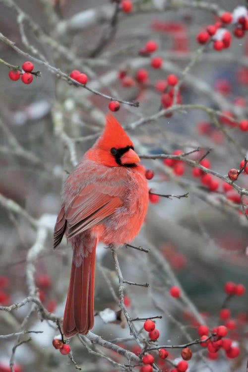 Male northern cardinal in winterberry bush. Marion County, Illinois.