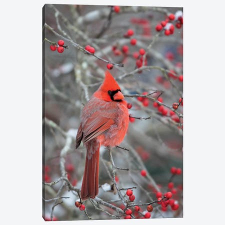Male northern cardinal in winterberry bush. Marion County, Illinois. Canvas Print #RSD18} by Richard & Susan Day Canvas Print