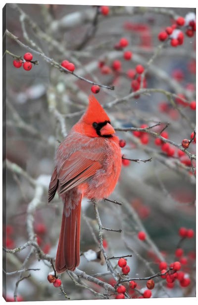 Male northern cardinal in winterberry bush. Marion County, Illinois. Canvas Art Print